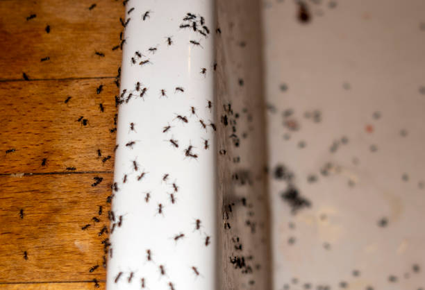 Best Termite Control Services  in Goodhue, MN